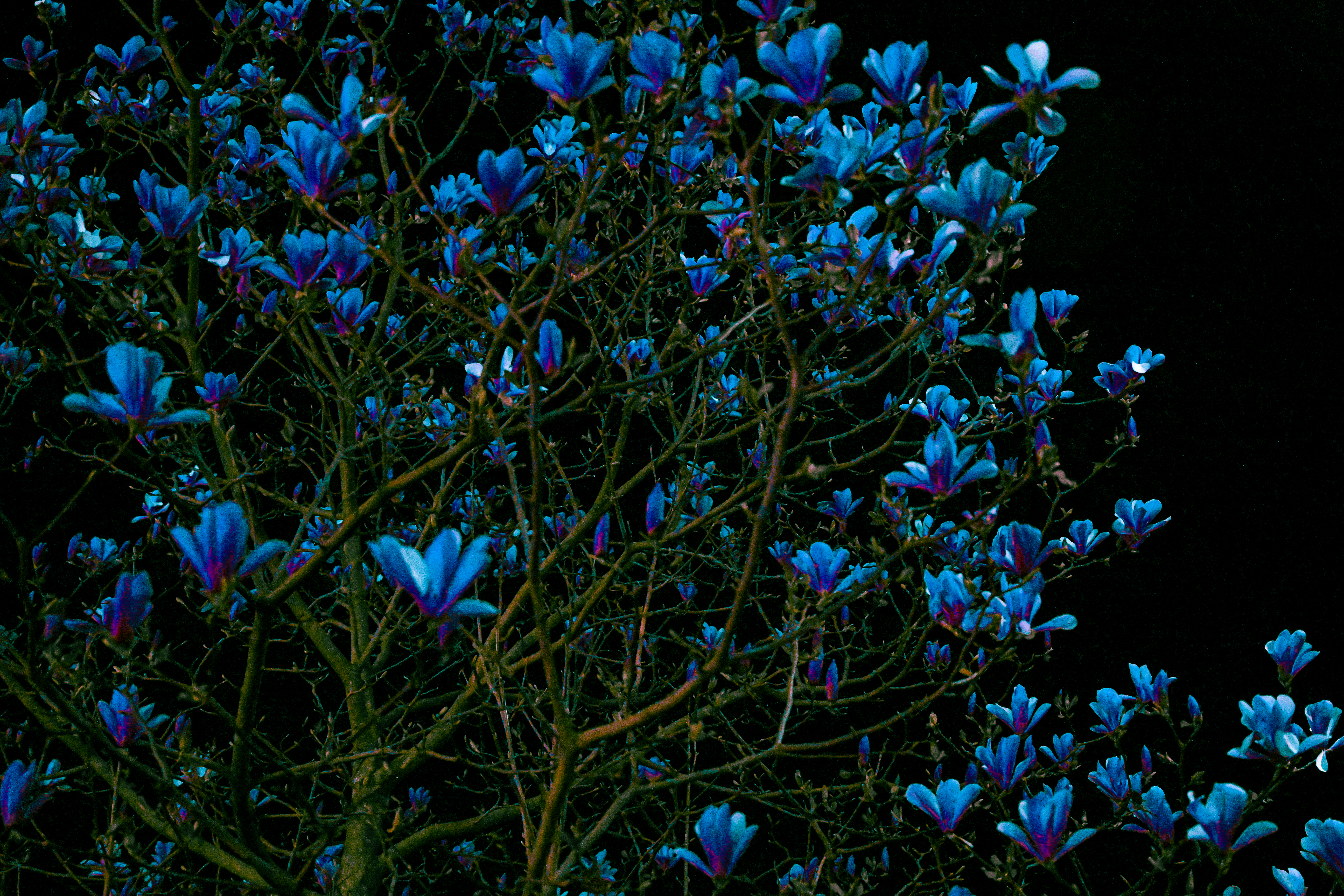 Nature photograph by Daniela Salvage